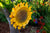 Large Sunflower Stake