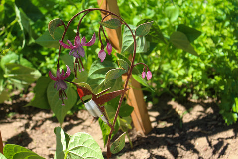 Hummingbird on Fuchsia Pick