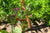 Hummingbird on Fuchsia Stake