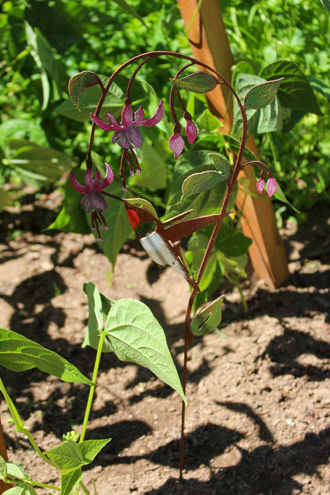 Hummingbird on Fuchsia Pick