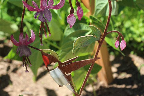Hummingbird on Fuchsia Pick