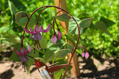 Hummingbird on Fuchsia Pick