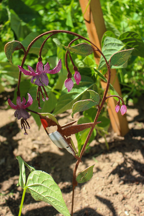 Hummingbird on Fuchsia Pick