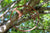 Hummingbird on Salvia Mini Ring