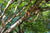 Hummingbird on Salvia Mini Ring