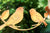Singing Birds Wreath