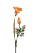 California Poppy Flower Painted Garden Pick