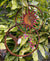 Painted Hummingbird on Salvia Mini Ring